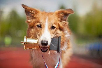 veterinary-collie-dog-trophy-AdobeStock_52455193-450.jpg