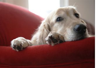 veterinary_pet_owner_visits_decline-703733-1384212933538.jpg