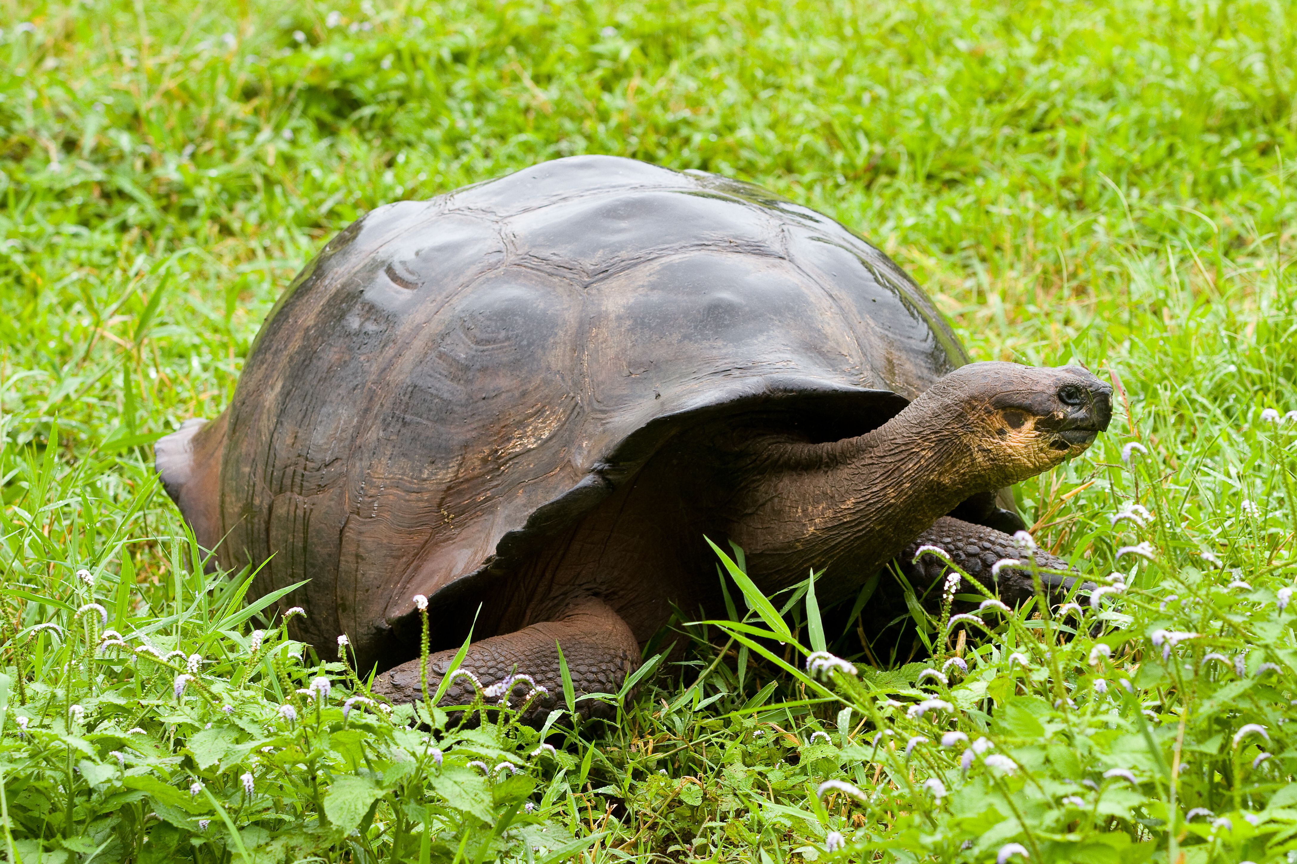 Galapagos veterinary hospital