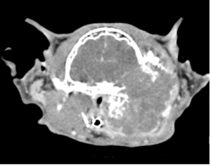 Advanced imaging modalities in veterinary medicine