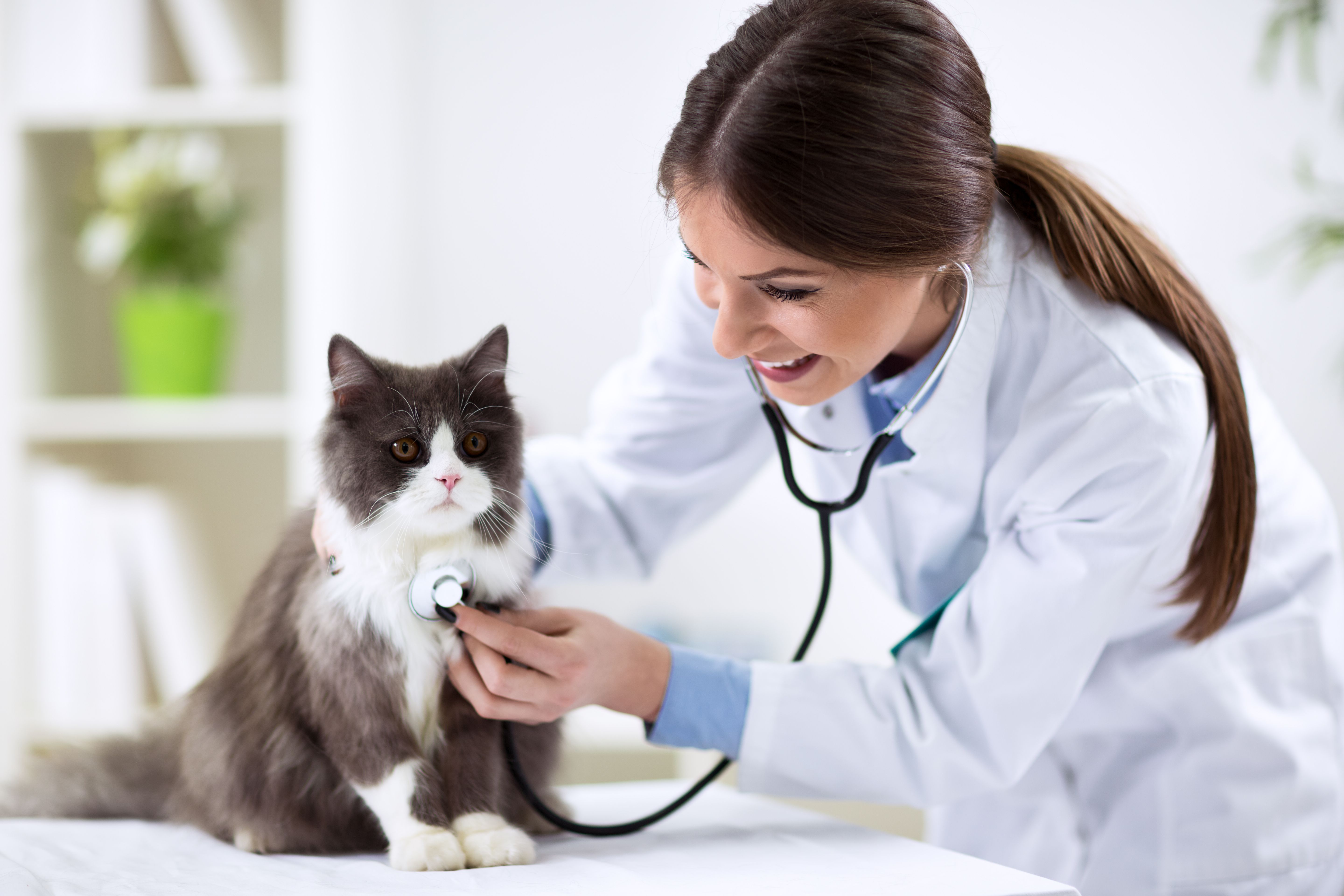 AAFP Cat Friendly Certificate program