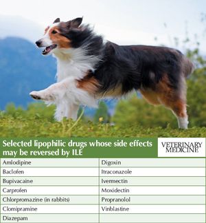 veterinary_collie_running_106537507-775779-1384161078908.jpg
