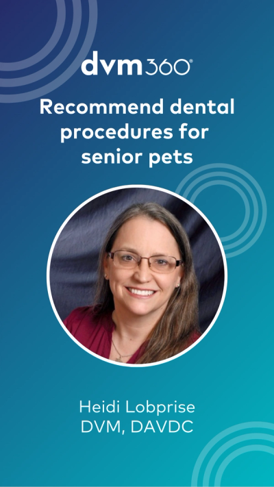 Recommend dental procedures for senior pets