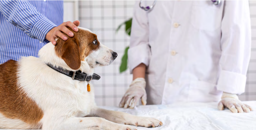 海外正規品】 犬の腫瘍 Managing the Canine Cancer Patient asakusa