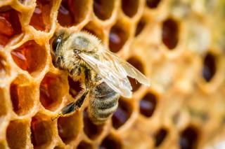 Honey bee
