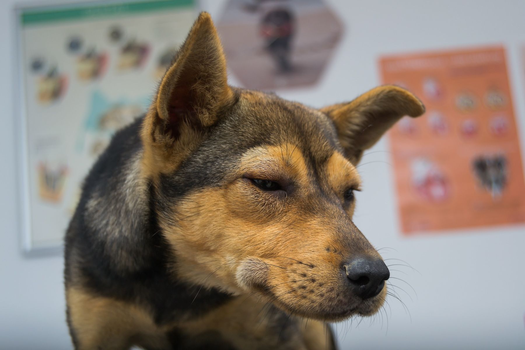 Dog with anaphylaxis