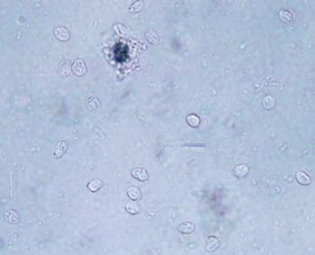 Fig1-548341-1384673651009.jpg