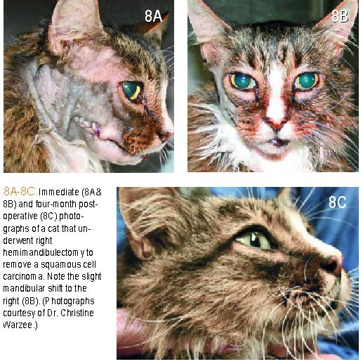 oral cancer in cats photos