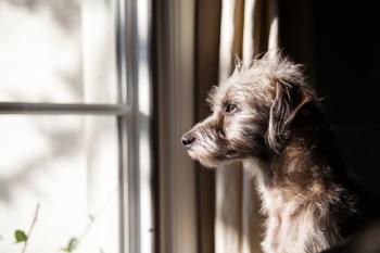 Canine anxiety