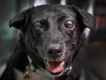Glaucoma in dogs