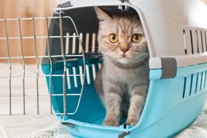 An OTC way to keep pets calm and carry on