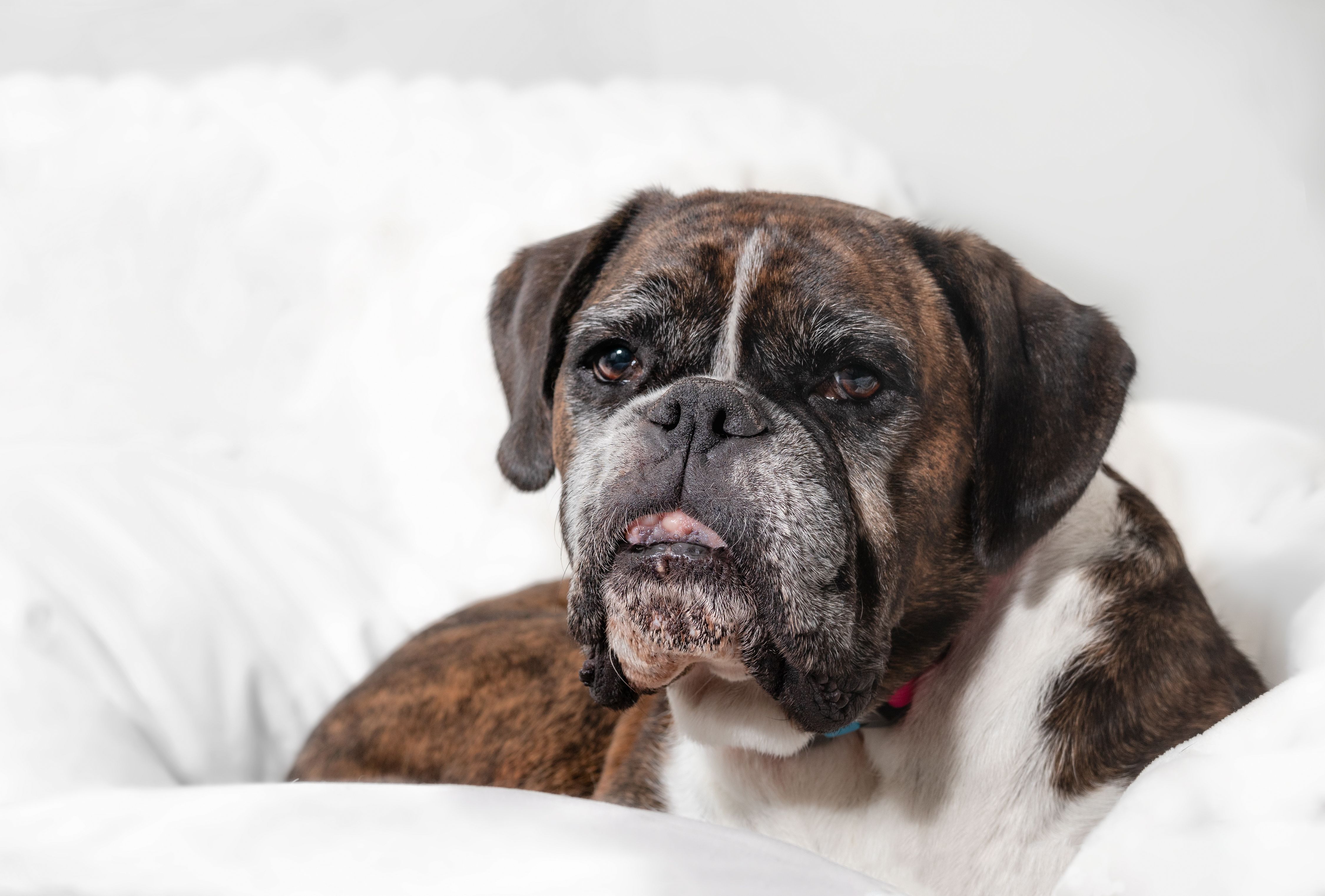 Boxer with gingival hyperplasia