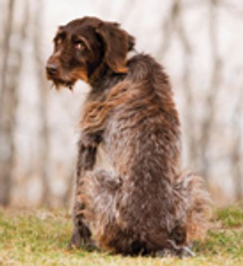 veterinary_oldDog_98766553-38085510-624420-743086-1384181244426.jpg