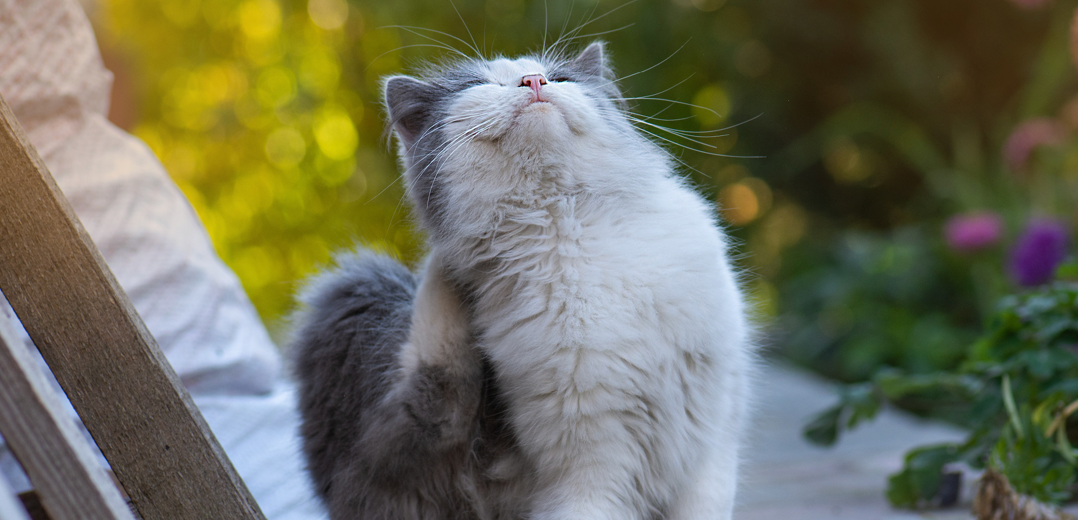 Cat scratching a tick