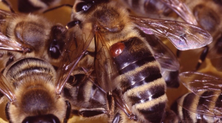Honey bee with a varroa mite