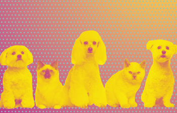 veterinary-ask-katie-too-many-pets-460x284.png