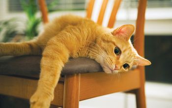 DVM_veterinarynews_commercial_breeding_law_flash.l_flash-629112-1384497766163.jpg