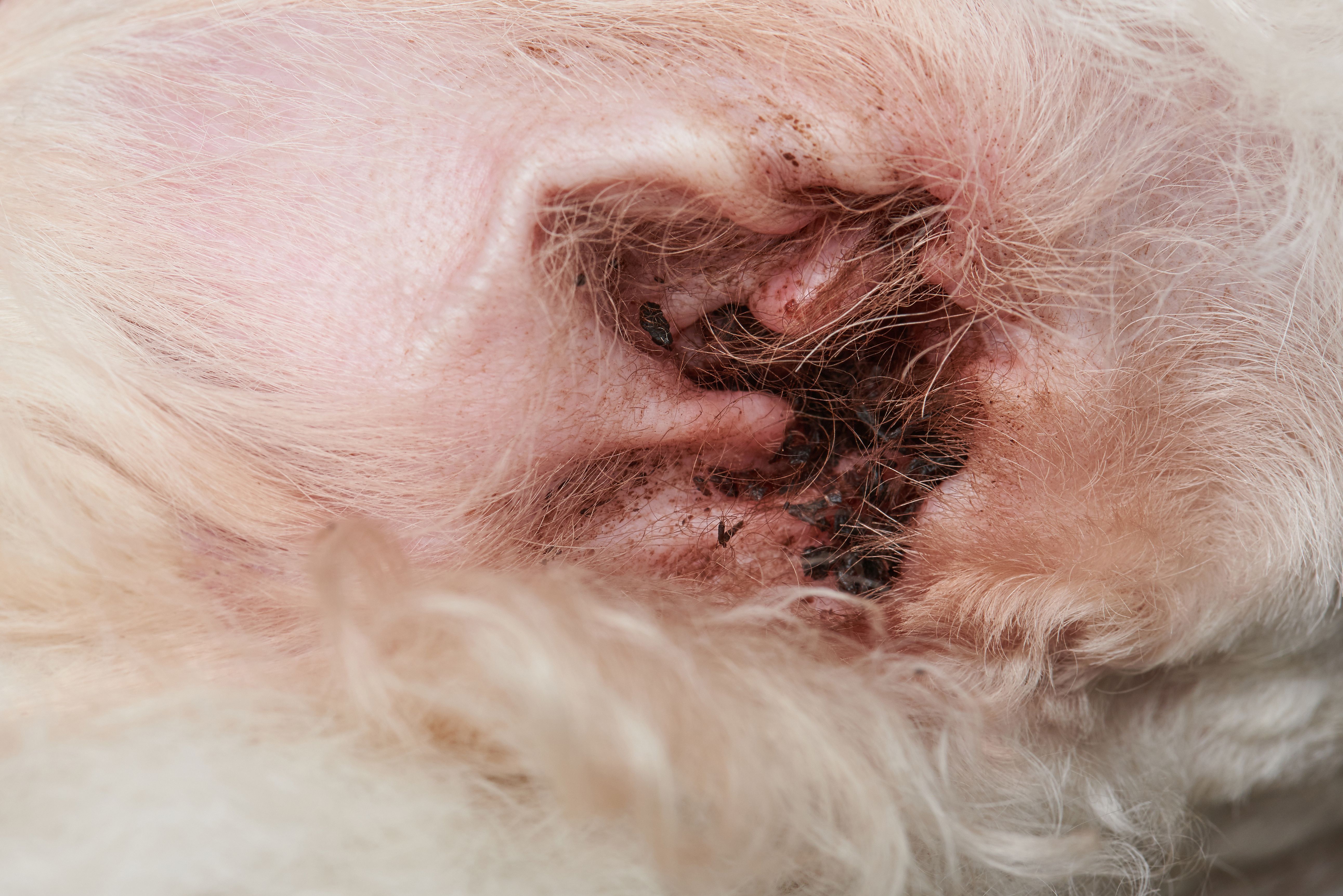 how to clear up yeast infection in dogs ear
