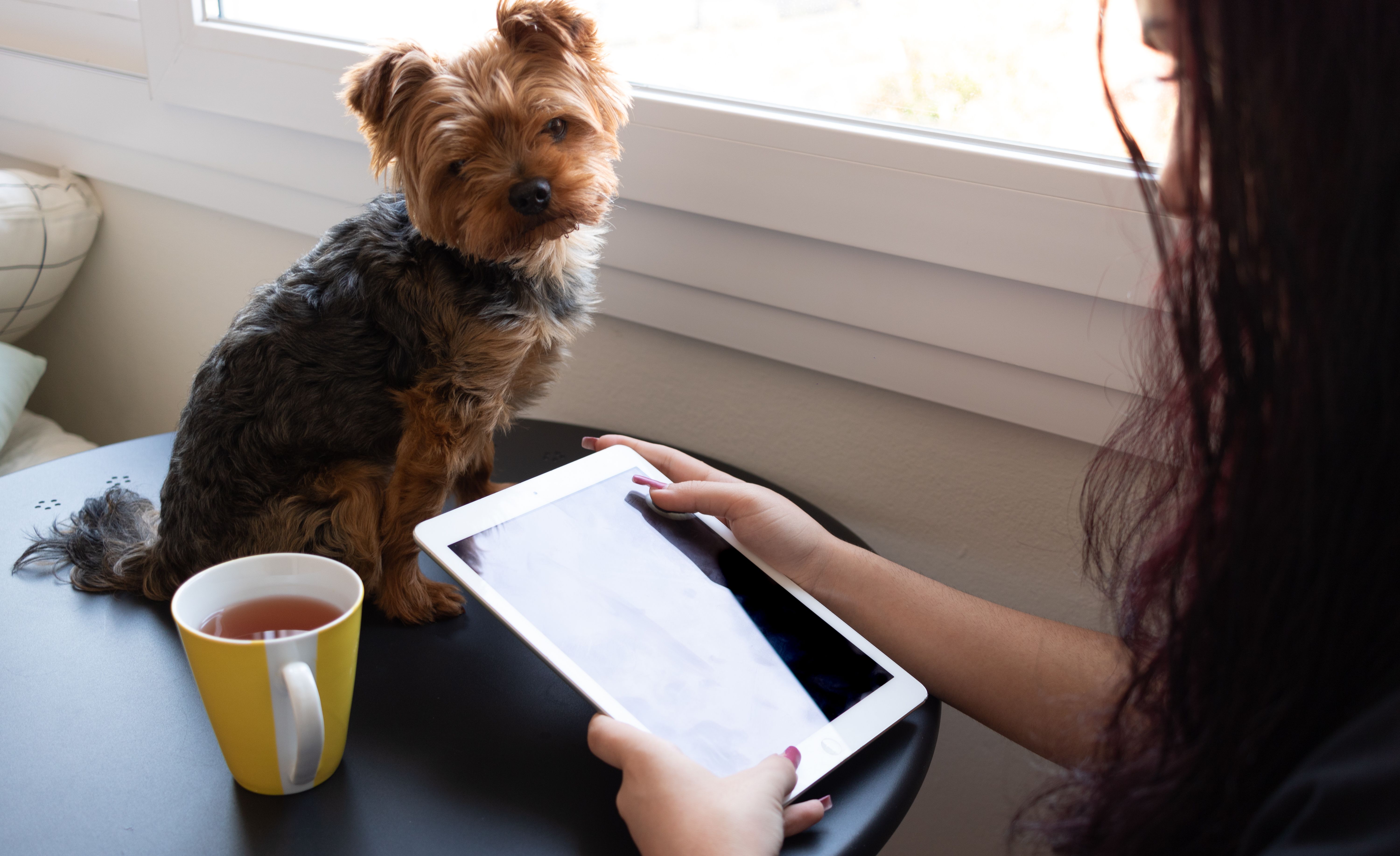 This Week On Dvm360 A New Podcast Episode Plus Mastering Dental