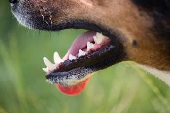 dog teeth closeup
