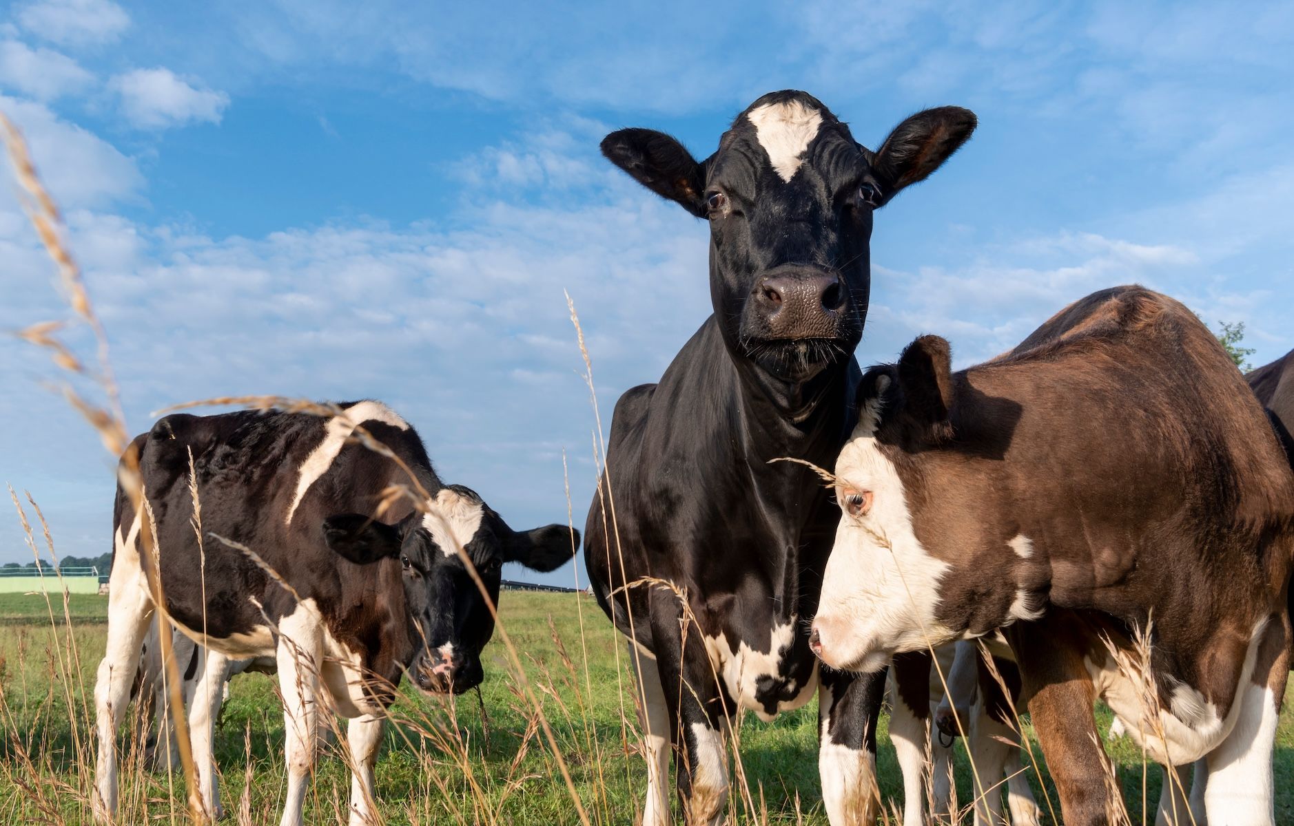 Cattle