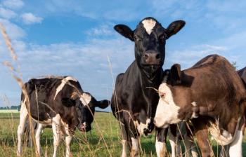 Cattle