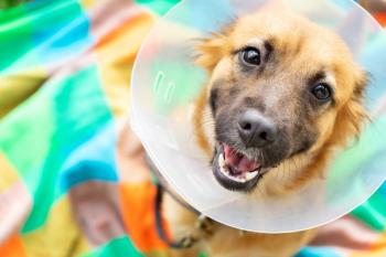 dog, cone, blanket