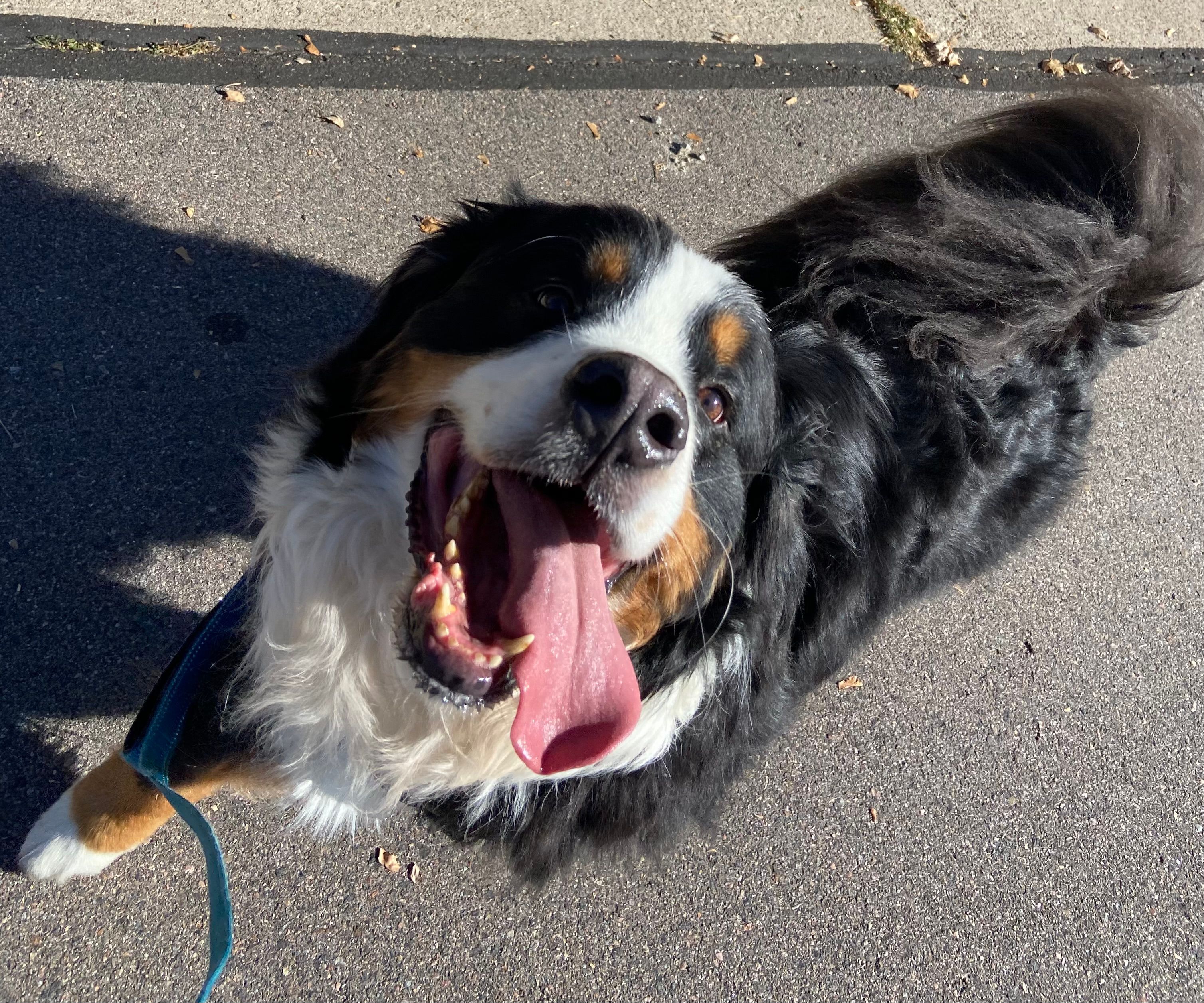 Can Gabapentin Cause Anxiety in Dogs? Uncover Truth