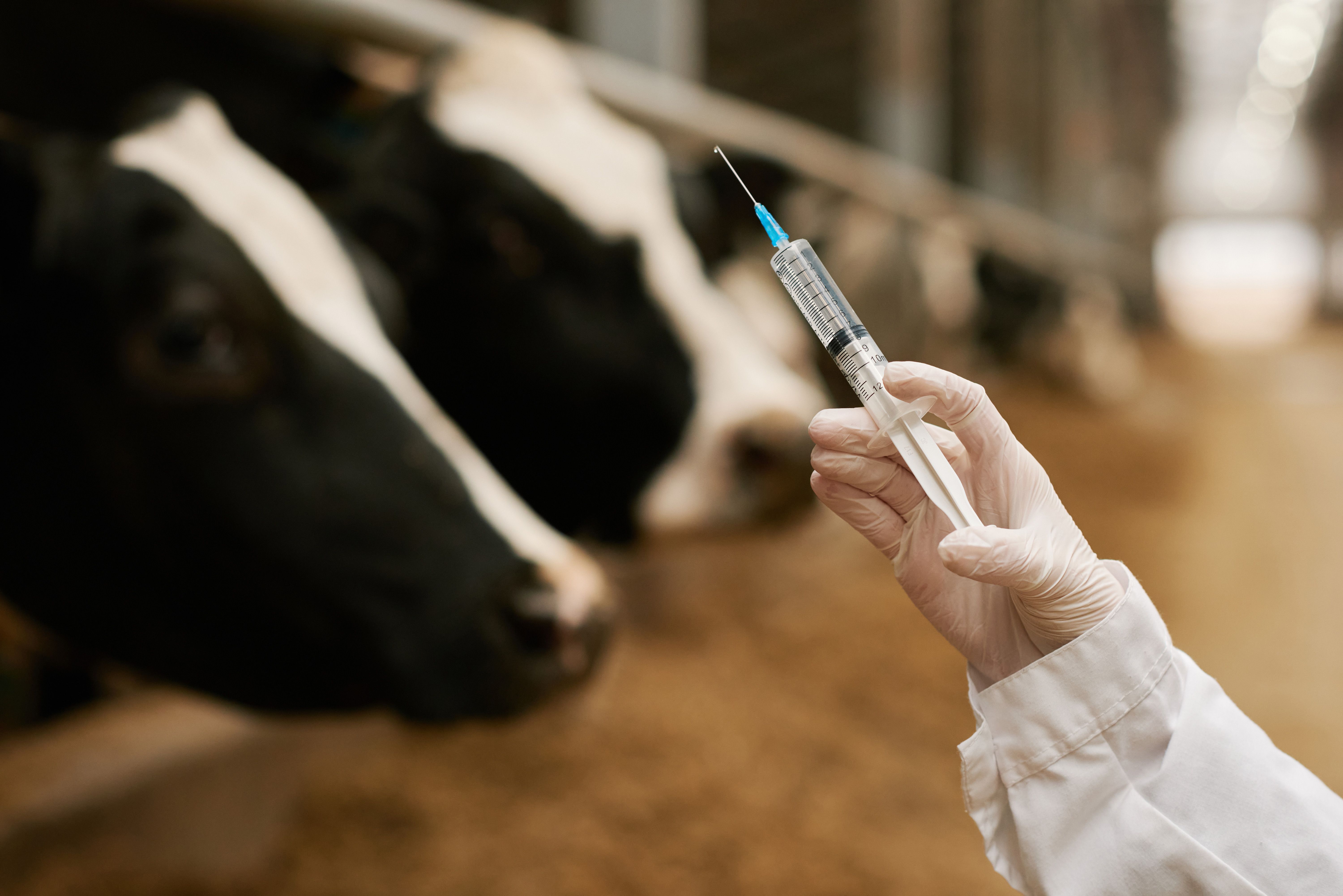 Two animal health organizations to commercialize H5N1 vaccine for dairy ...