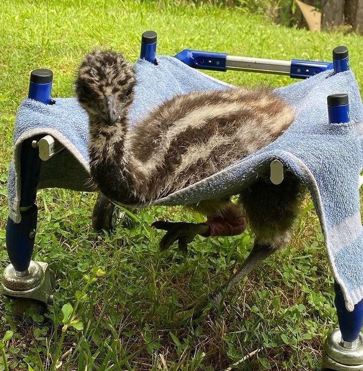 First-ever emu to travel by wheelchair 1 First-ever emu to travel by wheelchair