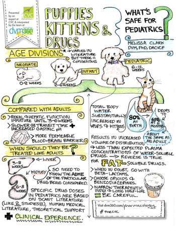veterinary-cvc-doodle-clark-694.jpg