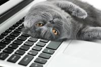 Wrap up: Pet Poison Helpline reports rise in Apoquel calls, and other news