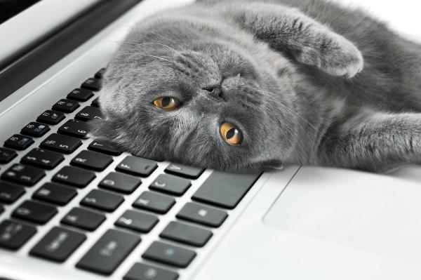 Wrap up: Pet Poison Helpline reports rise in Apoquel calls, and other news