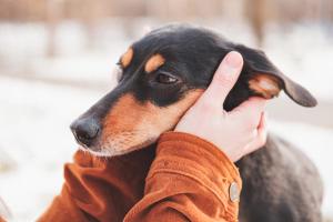 The benefits of the human-animal bond