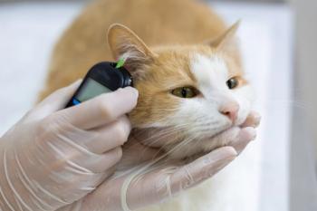 feline diabetes