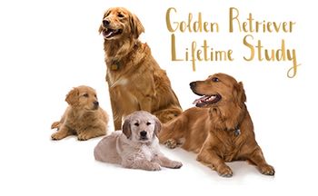 veterinary_GRLS_4-goldens-450px.jpg