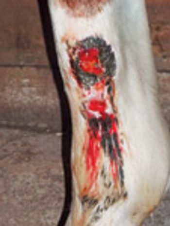 veterinary_marcella_fig4-789880-1384157744375.jpg