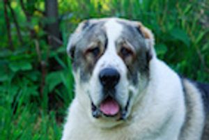 Using Lipid Emulsion to Treat Lipophilic Toxicities