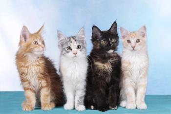 group of cats