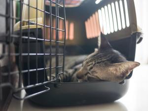 Considerations for the use of sedation for feline veterinary visits