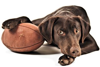 veterinary-dog-resting-his-paw-on-american-football-shutterstock-68466118_450.jpg