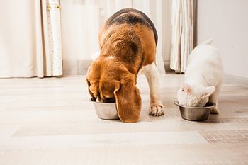 veterinary-very-hungry-pets-AdobeStock_196005303-body.jpg