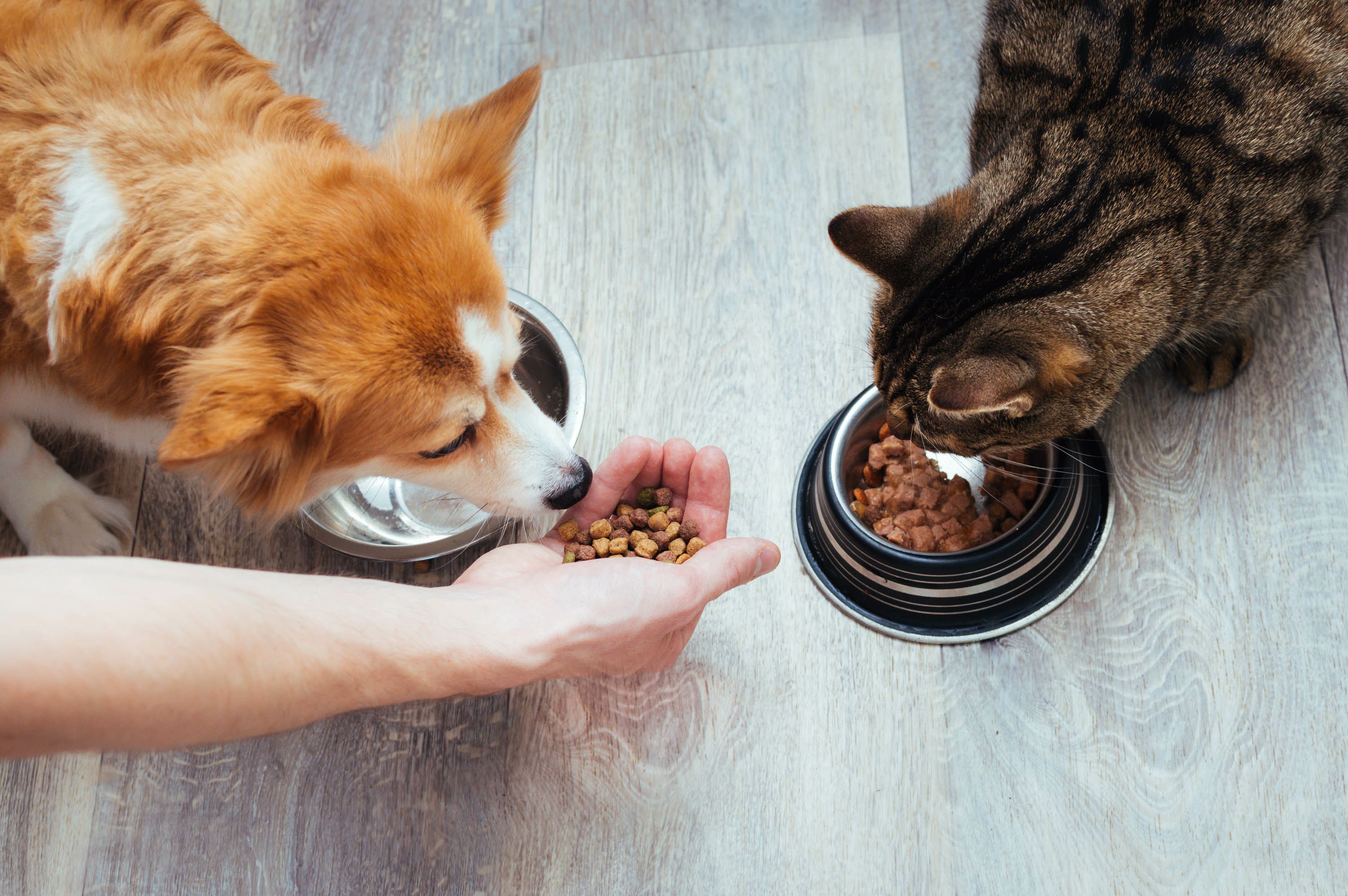 how to treat hyperlipidemia in dogs