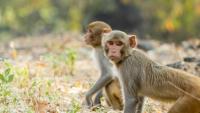 Rhesus macaques found to carry mutation that mirrors human hereditary blindness disorder, study finds