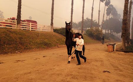 Thoroughbreds Back At California Training Facility After Wildfire ...