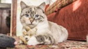 New Shelter Management Program Results in Improved Adoption Rates