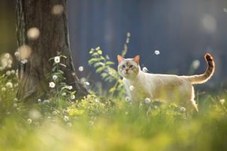 Outdoor cat