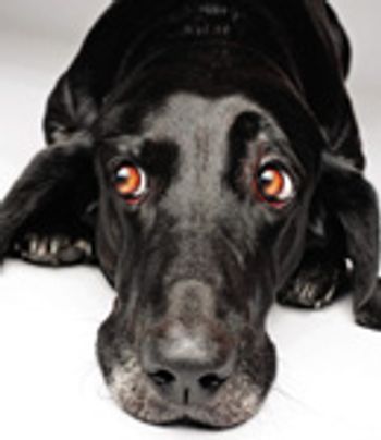 veterinary_scared_dog-701989-1384213501527.jpg