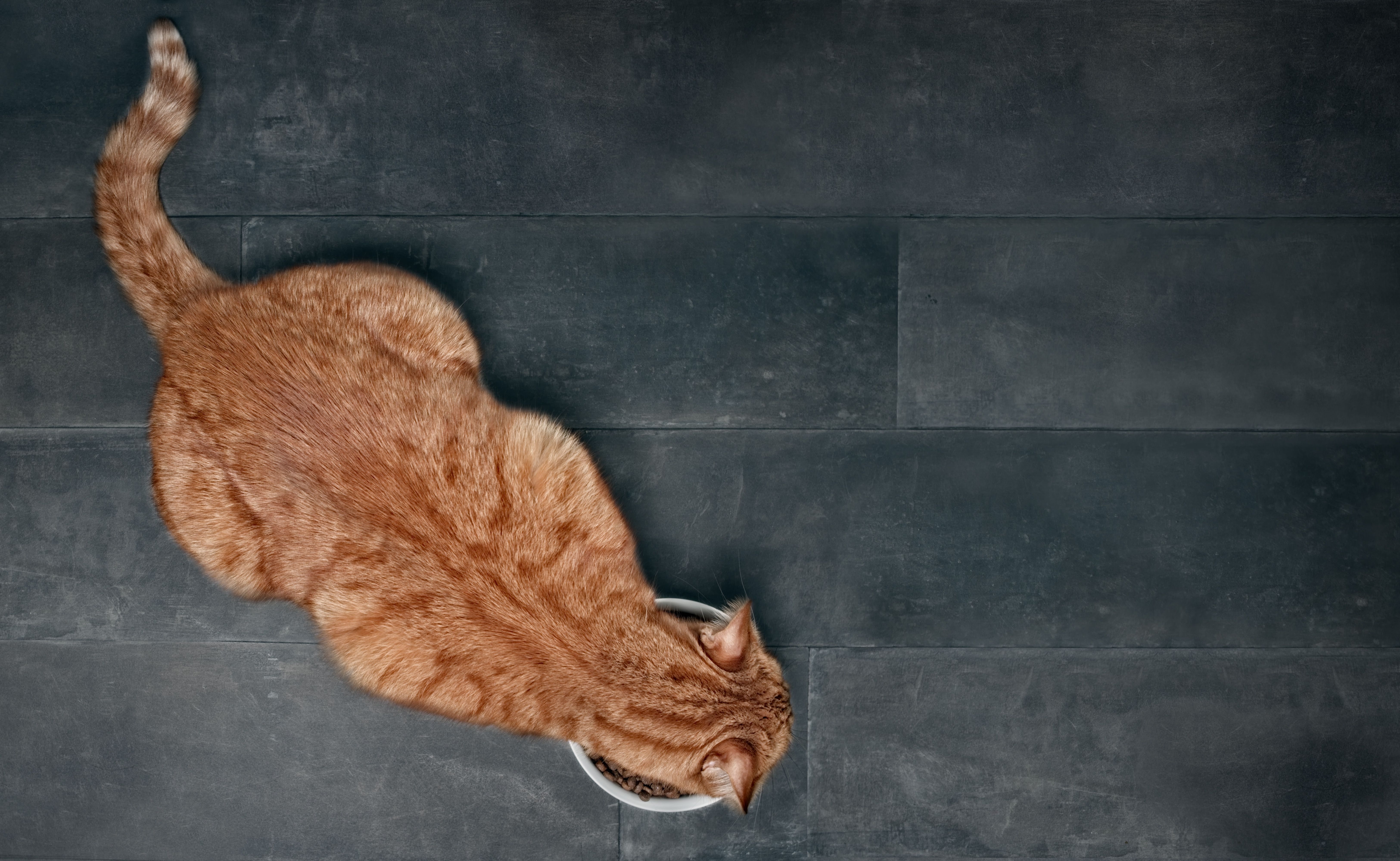 Image Credit: © Lightspruch | stock.adobe.com