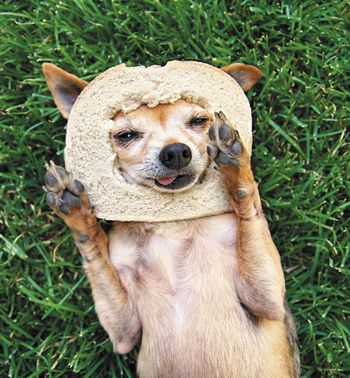 veterinary-dog-a-cute-chihuahua-with-a-slice-of-bread-450px-shutterstock-106448531.jpg